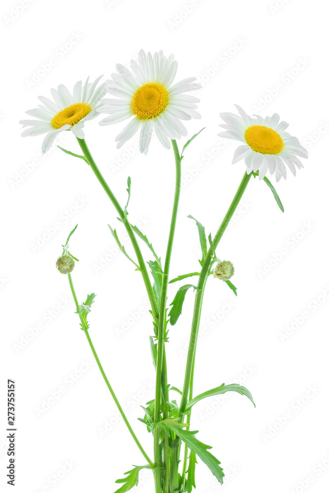one chamomile or daisies with leaves isolated on white background one chamomile or daisies with leaves isolated on white background