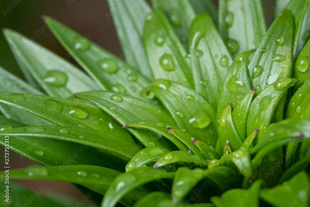 Fototapeta premium The leaves of a tiger lily after rain