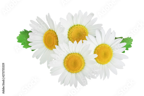Fototapeta Naklejka Na Ścianę i Meble -  one chamomile or daisies with leaves isolated on white background