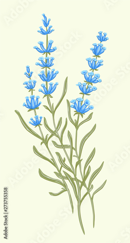 lavender vector flora herbarium Nature summer spring tenderness botany plant grass garden gardener leaves foliage greenery vegetable design meadow herbaceous vegetation