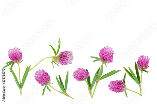 Clover or trefoil flower medicinal herbs isolated on white background with copy space for your text. Top view. Flat lay