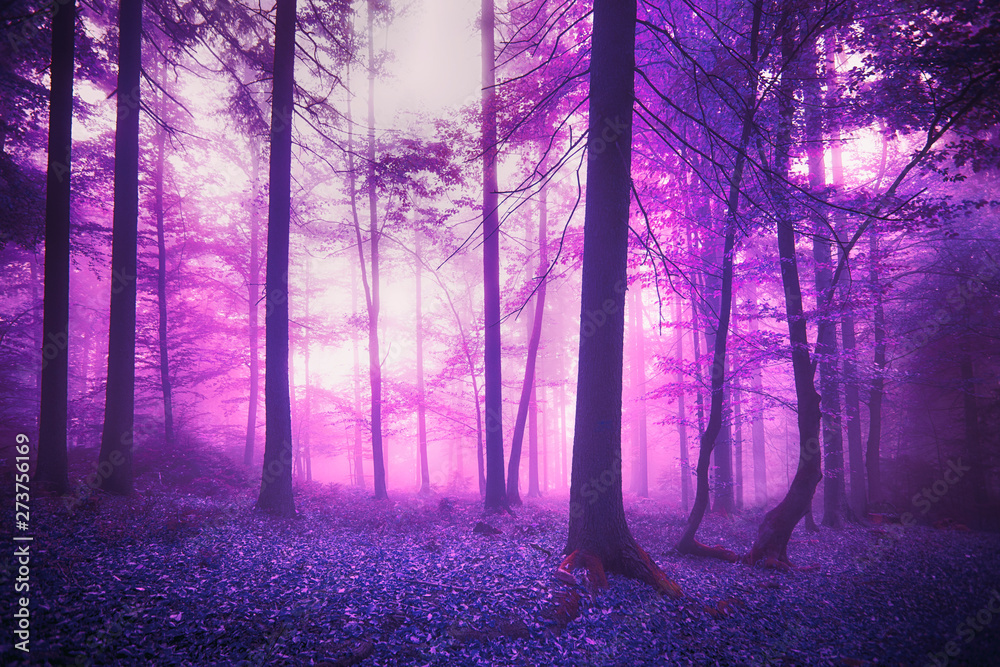 Mystic fantasy violet colored foggy enchanted forest landscape. Stock ...