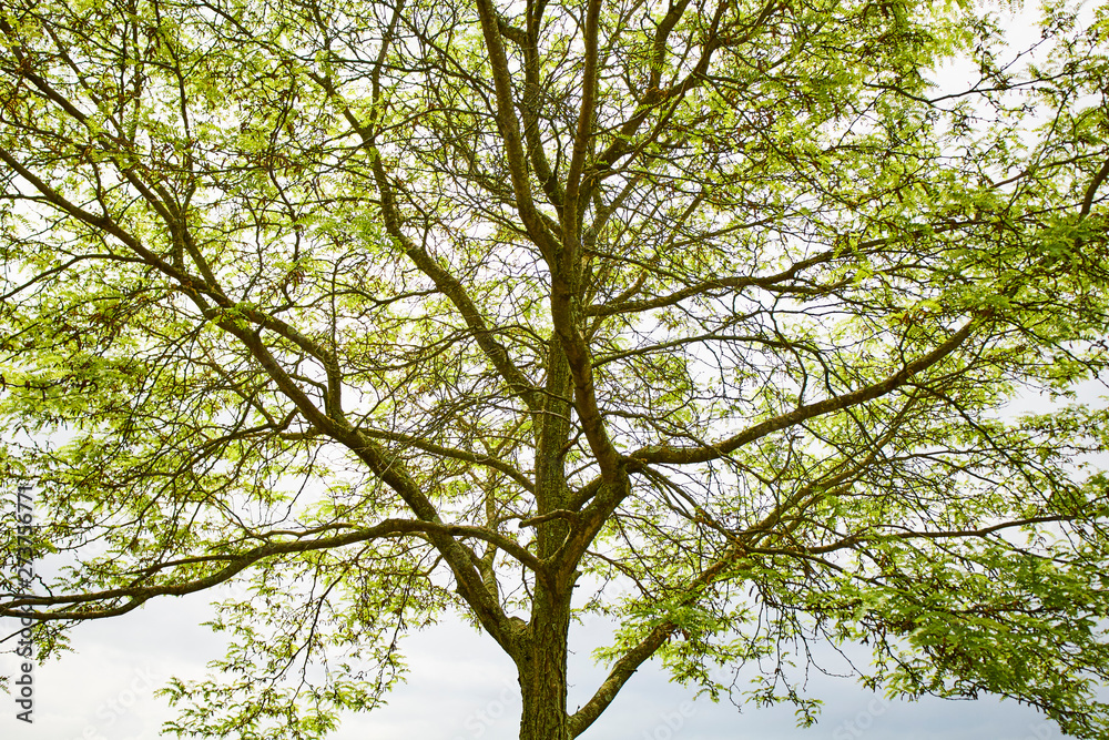 Fototapeta premium A tree begins to leaf out in Spring.