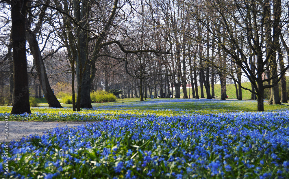 Obraz premium blue spring flower field in park, for background, products and commercials