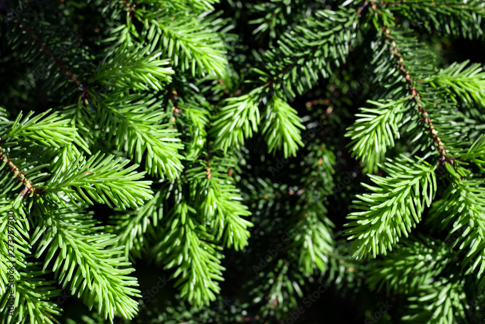 Branches of spruce with green needles