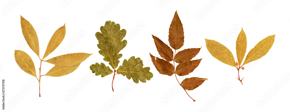 Set of wild dry pressed plants Set of wild dry pressed plants