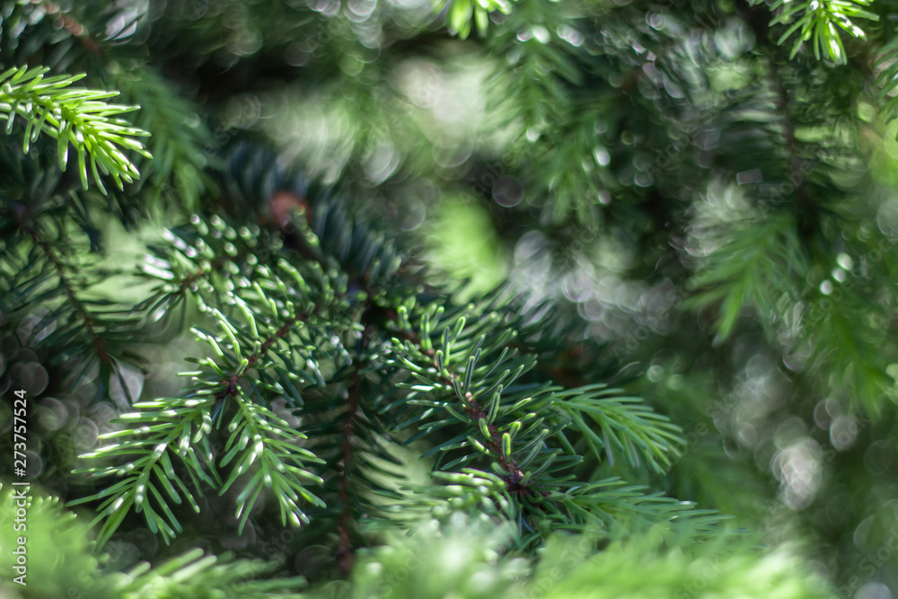 Branches of spruce with green needles