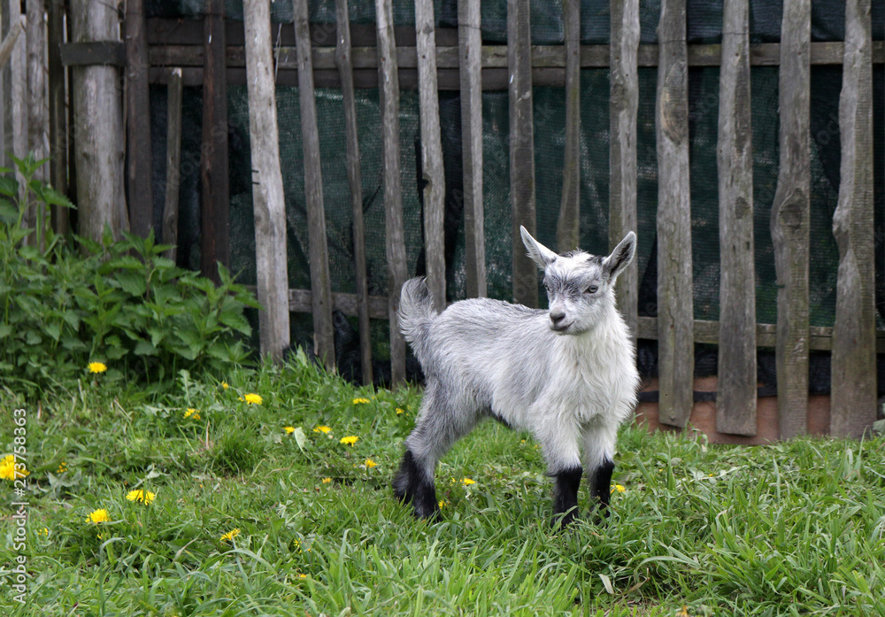 Obraz premium Portrait of the gray fluffy child of a goat
