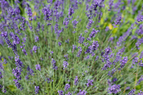 Lavender flowers blooming. Purple field flowers background. Tender lavender flowers © яна винникова