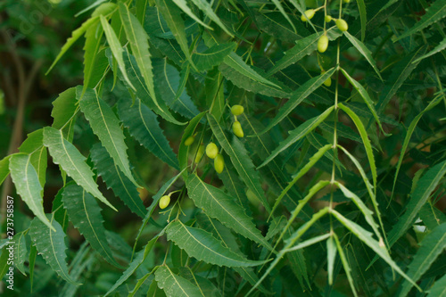 Tableau sur toile Azadirachta indica, commonly known as neem, nimtree or Indian lilac