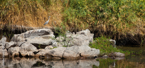 Garza real en el Río Nilo, Assuan, Valle del Nilo, Egipto photo