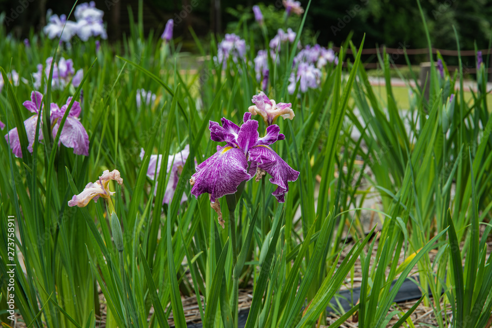 Naklejka premium 花菖蒲園に咲き誇る花菖蒲