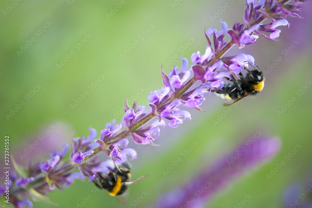 Bumblebee on a flower