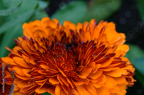 closeup of orange flower