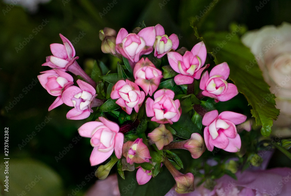 Fototapeta premium pink flowers in a display