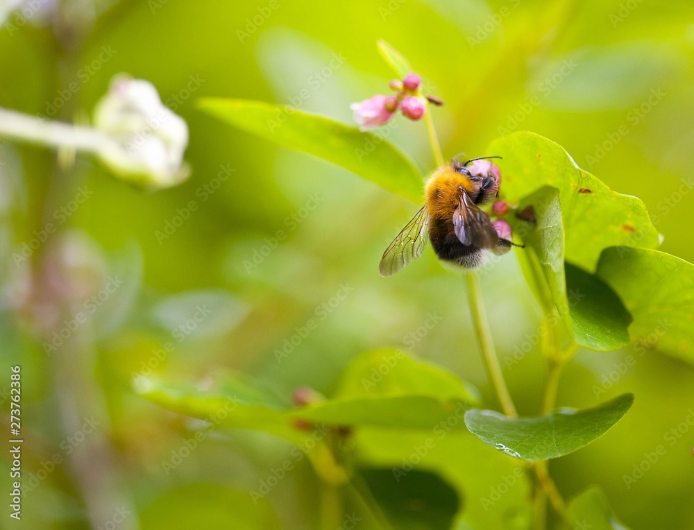 Bumblebee on a flower Bumblebee on a flower