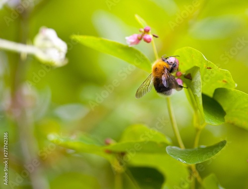 Bumblebee on a flower © Inna