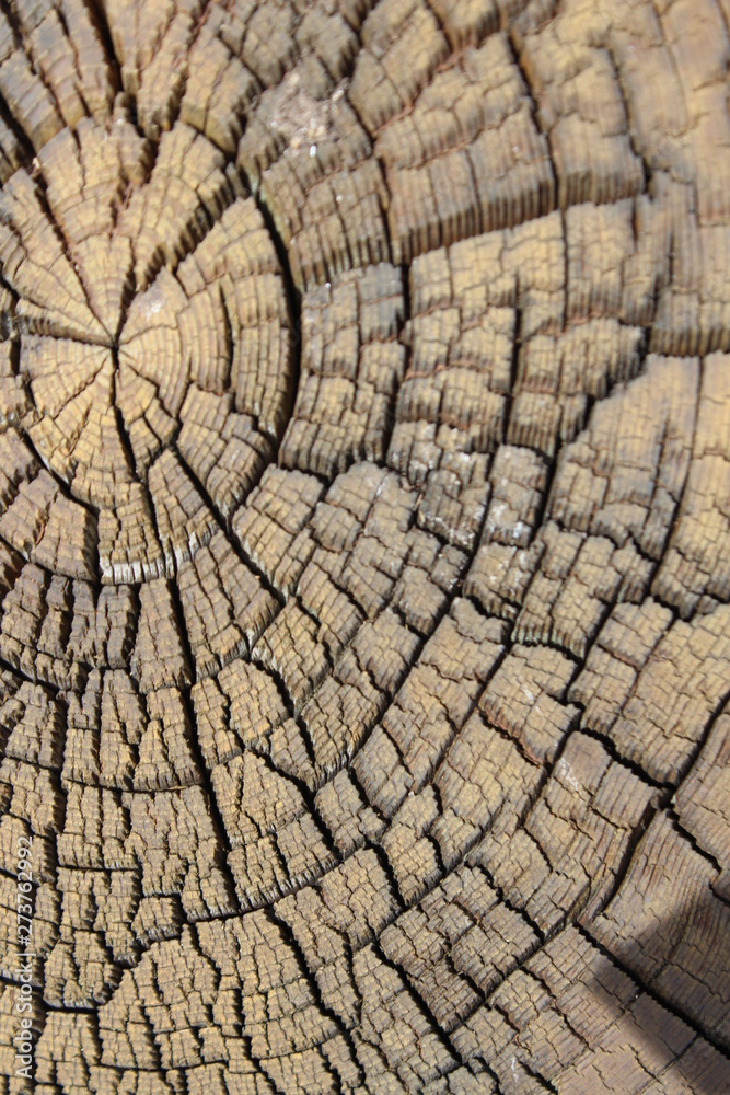 cracked wood texture cracked wood texture