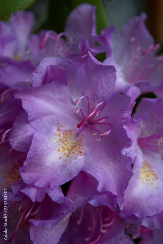 purple rhododendron in bloom