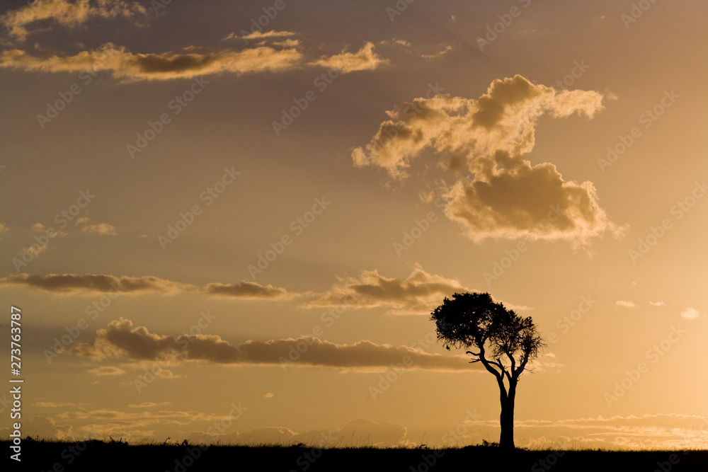 African sunset with a single tree