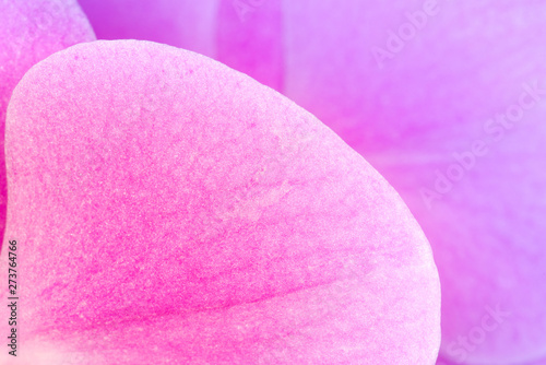 Japanese Anemone - cheerful  pink ruffled petals and centers of gleaming gold. Pink flower close up