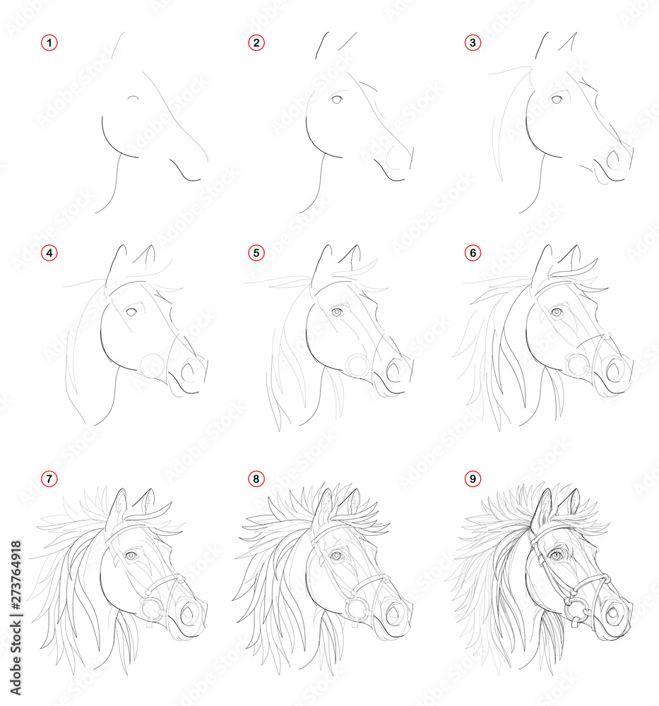 Step by step drawing, Horses, Easy drawing steps