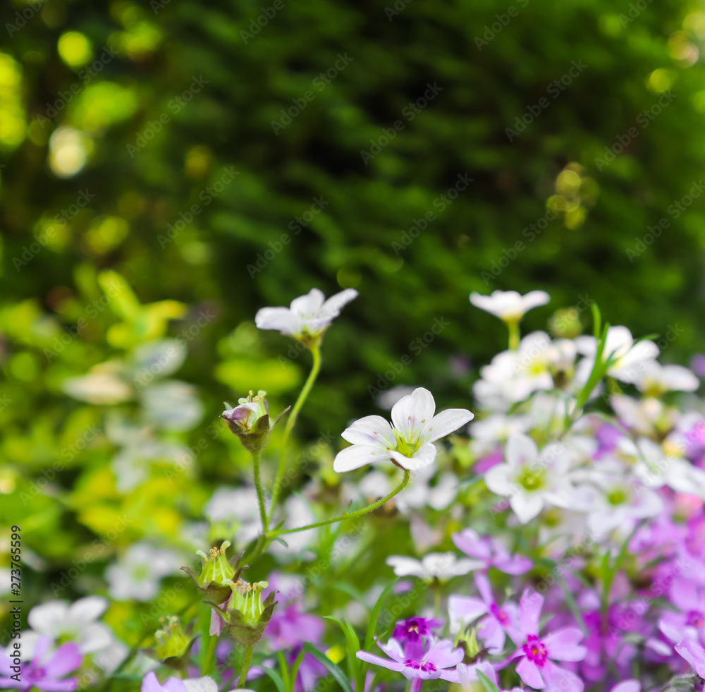Delicate white flowers of Saxifrage mossy and purple Phlox in spring garden Delicate white flowers of Saxifrage mossy and purple Phlox in spring garden