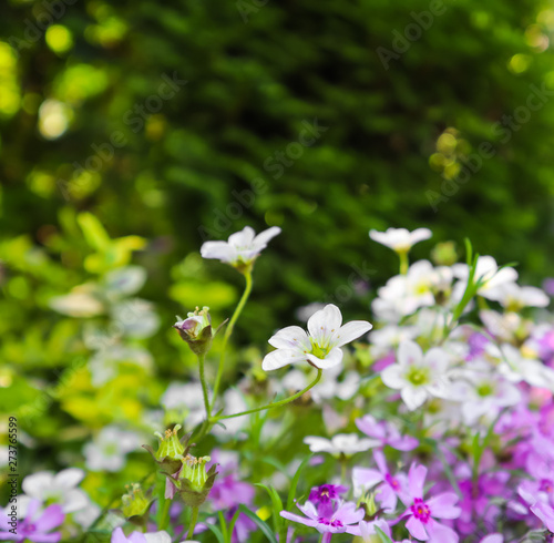 Delicate white flowers of Saxifrage mossy and purple Phlox in spring garden