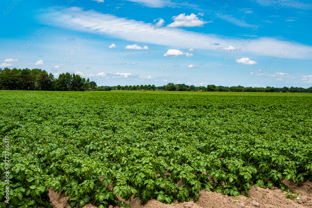 Green potatoe field in the early summer. Agriculture and farming.