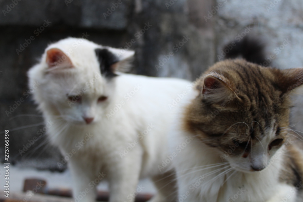 Two kittens on a black background Two kittens on a black background