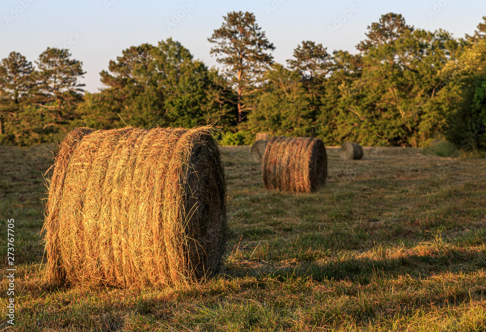 Rolls of Hay in a Freshly Harvested Field in Late Afternoon Warm LIght