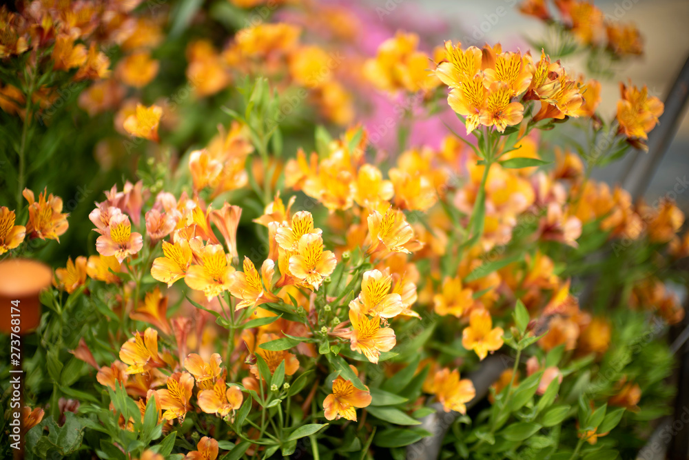 Yellow alstroemeria flowers (Alstroemeriaceae) or peruvian lilies