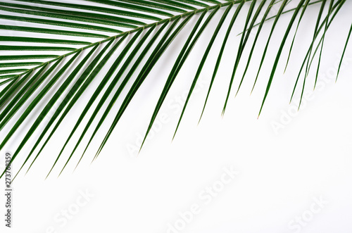 Green palm leaf and shadow on white background. Tropical green background. Copy space.