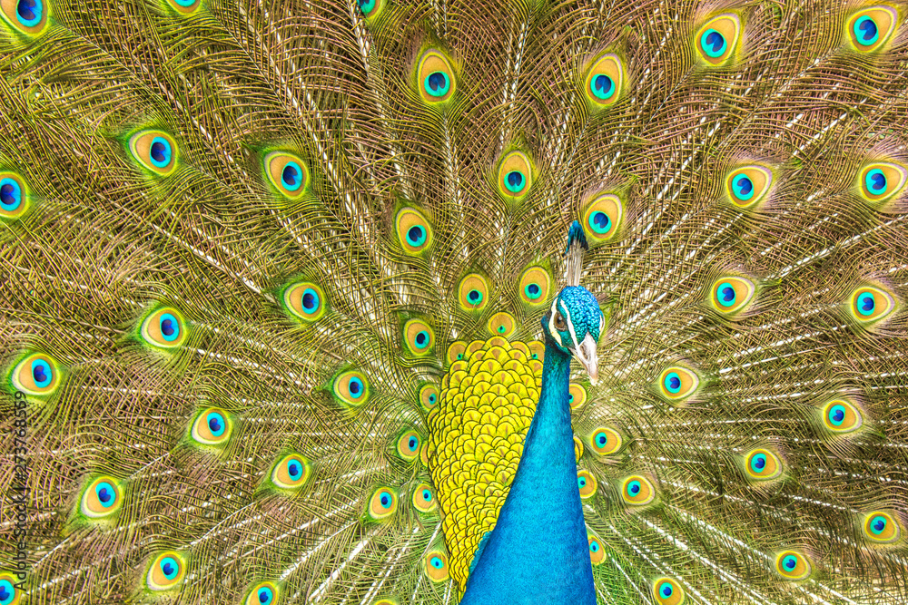 Obraz premium Peacock