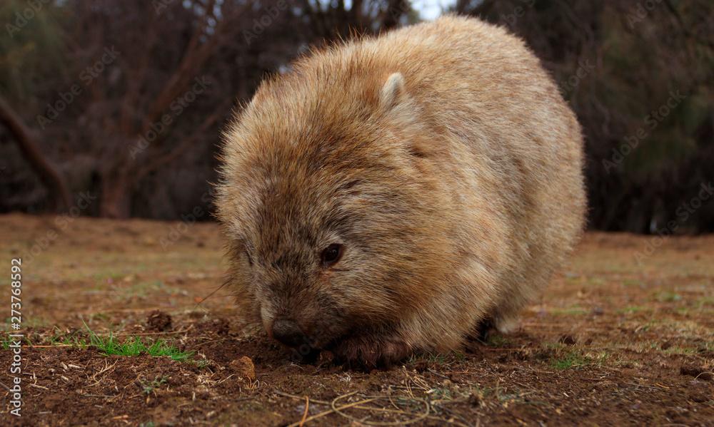 Australian common wombat looking for food Australian common wombat looking for food