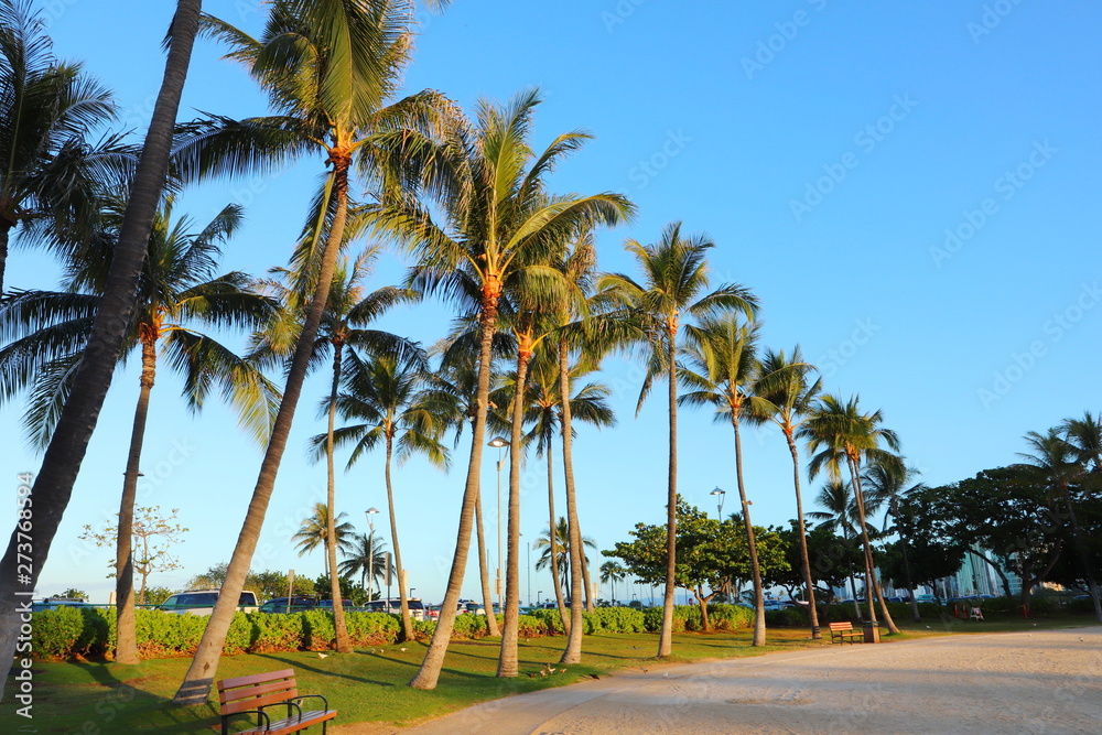 ハワイ　オアフ島　ワイキキビーチのヤシの木と青い空