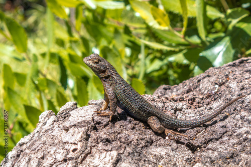 Fence Lizard