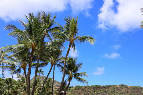 ハワイ オアフ島 ワイキキビーチのヤシの木と青い空