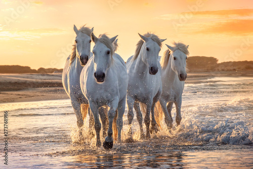 White horses in Camargue, France.