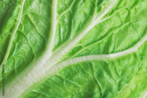 leaf of fresh chinese cabbage or napa cabbage texture, studio macro shot, close up.