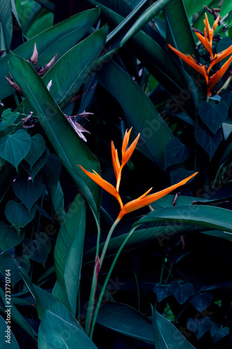 Fototapeta Naklejka Na Ścianę i Meble -  Colorful flower with green leaf texture background