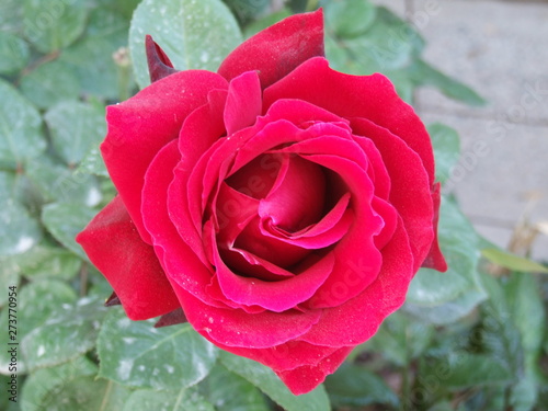 A su orilla, invisible, yo broto dulcemente