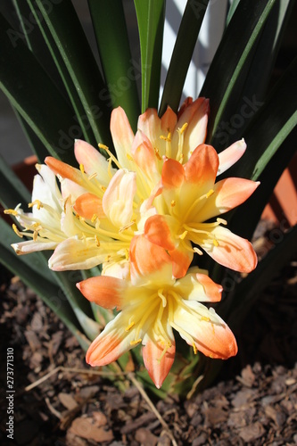 se dirían de caricias