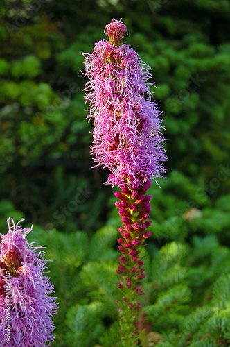 Liatris punctata
