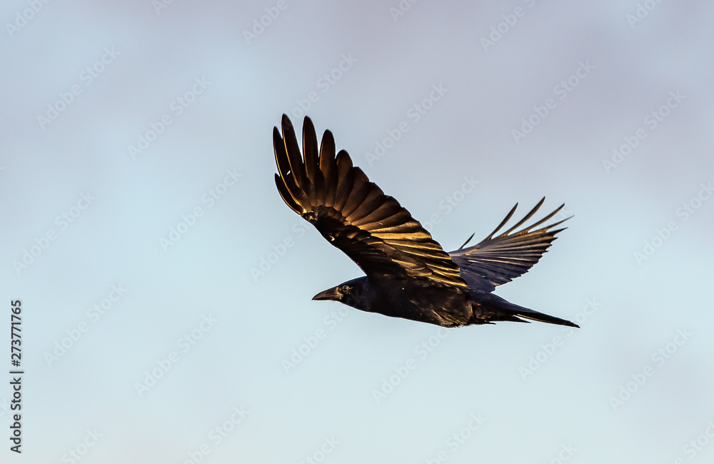 Obraz premium Crow in flight with blue sky