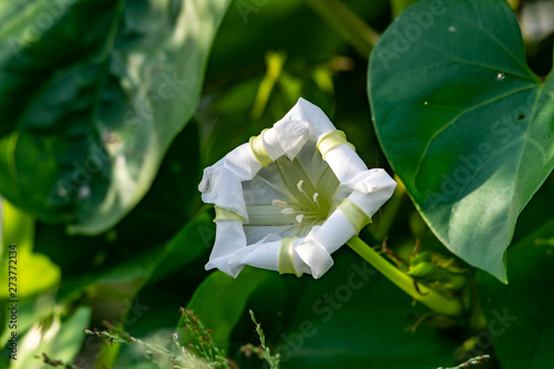 Wild white flower hidden among the leaves in Florida