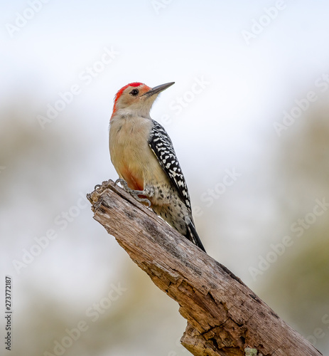 Red bellied woodpecker on a dead branch