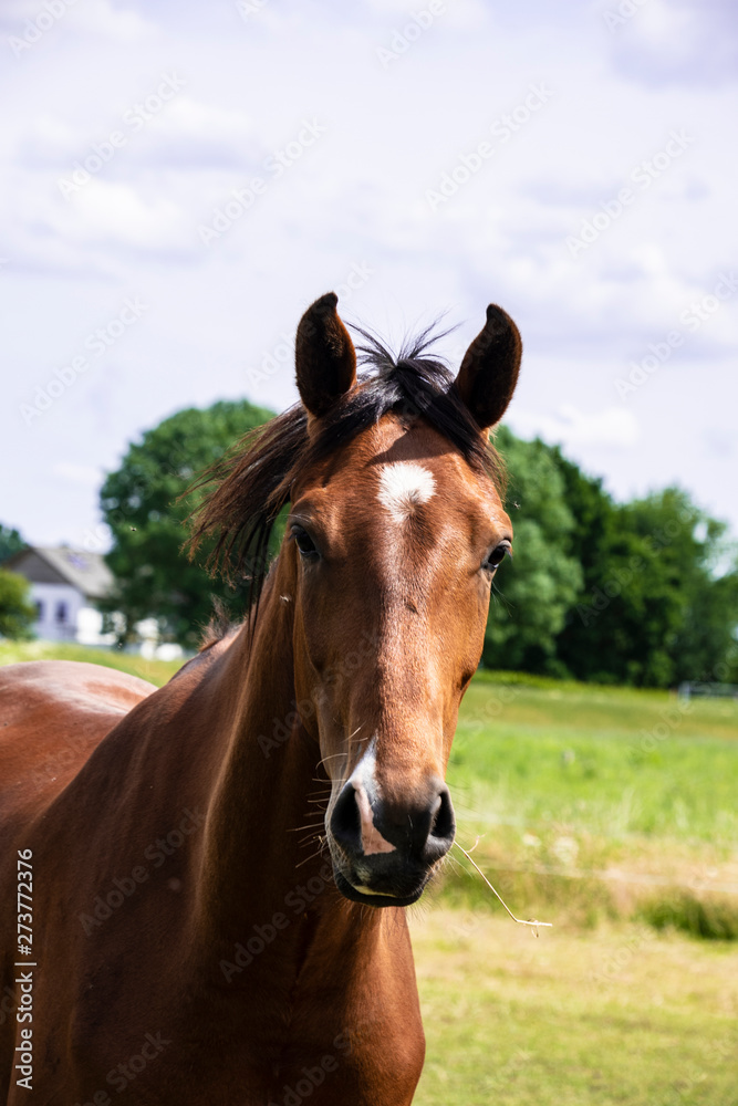 Close-up of an adult brown horse. Stallion. Close-up of an adult brown horse. Stallion.