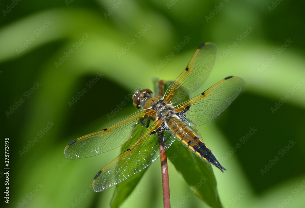 Fototapeta premium Close up of a dragonfly