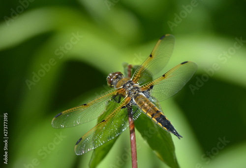 Close up of a dragonfly © Carol Hamilton
